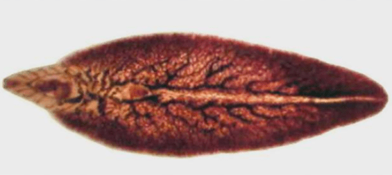 Häufiger Speck