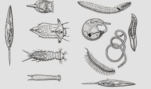 Parasiten verschiedener Typen in einer Person